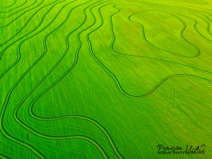 Carlisle, AR | Arkansas Rice Field